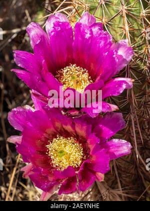 Die Engelmann Hedgehog (Purple Torch) Kakteen blühen, Lava Flow Trail, Snow Canyon State Park, St. George, Utah. Stockfoto