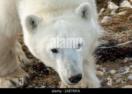 Eisbär (wissenschaftlicher Name: Ursus maritimus) im hohen Norden Kanadas. Churchill, Manitoba. Stockfoto