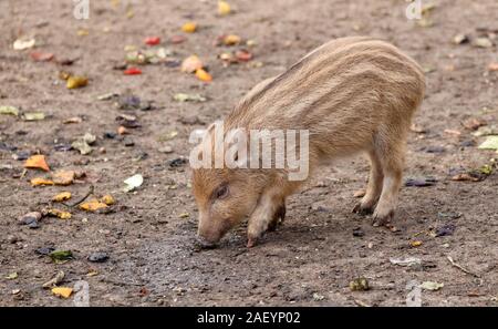 Die jungen Wilden Eber war nicht gestört, wenn auf der Suche nach Essen. Sie lebt in einem Tiergehege und ist auf den Menschen verwendet. Stockfoto