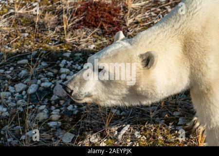 Eisbär (wissenschaftlicher Name: Ursus maritimus) im hohen Norden Kanadas. Churchill, Manitoba. Stockfoto