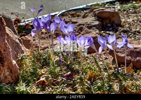 Bieberstein's Fall blühende Krokusse sind in voller Blüte auf Ihre typischen hohen Stängeln und zurück lit durch die Mittagssonne. Stockfoto