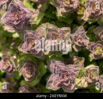 Pyramidale Bugle - Ajuga pyramidalis - wilde Blume von oben gesehen Stockfoto