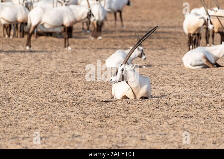 Arabian Oryx ruht in der Wüste Stockfoto