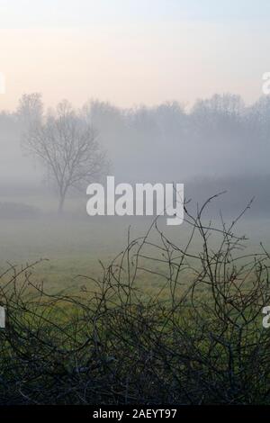 Eine unheimliche niedrig gelegenen Bank von Winter Nebel und Dunst Formen auf der Basis von einem Tal in einer frühen Winter Dämmerung zala Ungarn Stockfoto