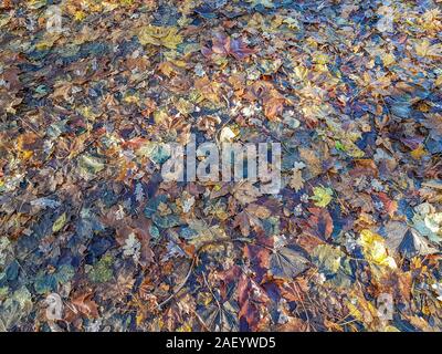 Herbstliches Laub auf den nassen Boden mit Sonnenlicht und Schatten, Herbst Tag im Wald in den Niederlanden Holland, Herbst Konzept Stockfoto