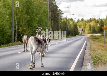 Rentiere wandern entlang der Straße, Finnland Stockfoto