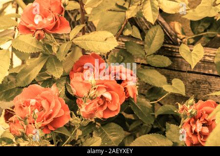 Rosen Blumen im Garten. Foto von Blumen im Vintage Style mit vignette Wirkung nützlich als schön Natur Hintergrund oder Tapete Stockfoto