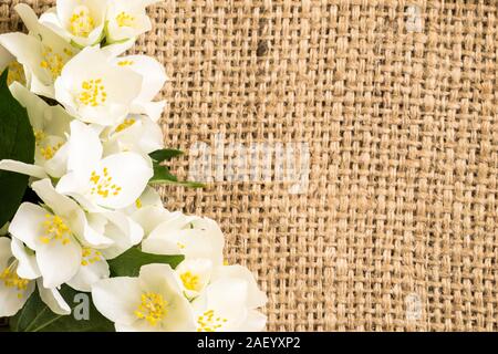 Jasmin Blume, Frühling und Sommer Blumen auf rustikalen Hintergrund Stockfoto