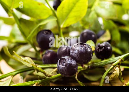 Heidelbeeren auf Büschen mit Blättern, Makro Stockfoto