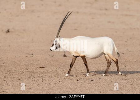 Arabian Oryx Wandern in der Wüste des Nahen Ostens, Arabische Halbinsel Stockfoto