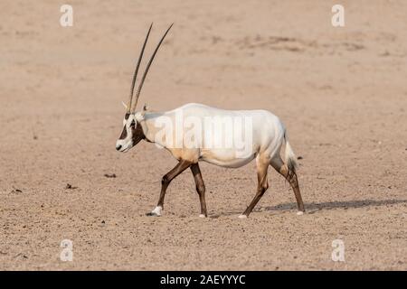 Arabian Oryx Wandern in der Wüste des Nahen Ostens, Arabische Halbinsel Stockfoto