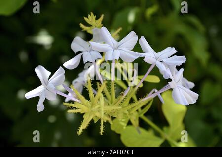 Plumbago auriculata, Kriechen, Strauch ca. 3mx3m. Durch fünf weißen Blütenblättern gebildet. Kap leadwort. Stockfoto