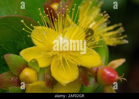 Makroaufnahme eines Strauchigen Saint Johns Johanniskraut (Hypericum adrosaemum) Blüte in der Blüte. Stockfoto