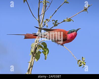 Südliche carmine Bee-eater gehockt Stockfoto
