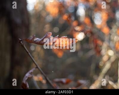 Das endgültige Blatt hängt an seinem Zweig im Herbst Stockfoto