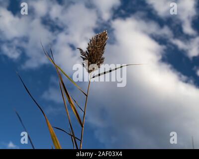 Einen Gedanken, einen einzigen, großen Reed gegen eine teilweise bewölktem Himmel Stockfoto