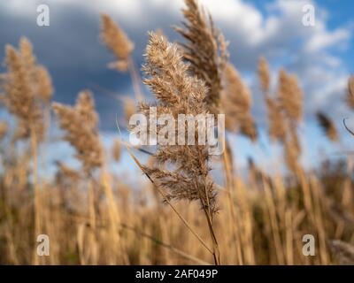 Eine einzelne Reed im Vordergrund mit einem Patch im Hintergrund Stockfoto