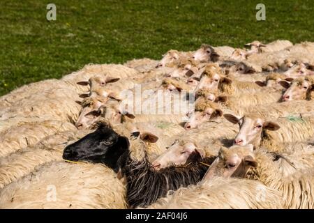 Eine Herde Schafe auf einer Weide in einem landwirtschaftlich genutzten Landschaft, ein schwarzes Schaf in der zwischen Stockfoto