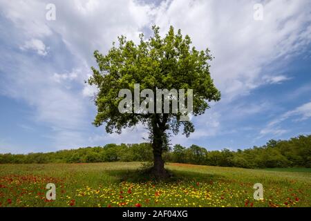 Ein einzelner Baum in einem landwirtschaftlich genutzten Landschaft, roter Mohn und gelbe Blumen unten, Wald in der Ferne Stockfoto