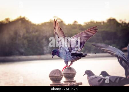 Taube Landung mit offenen Flügeln in der Nähe von See Sonnenuntergang Stockfoto