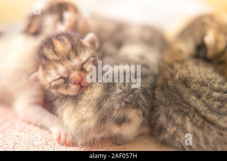 Schöne neugeborenen Kätzchen schlafen, kleines Baby Tiere schlafen, Haustiere. Stockfoto