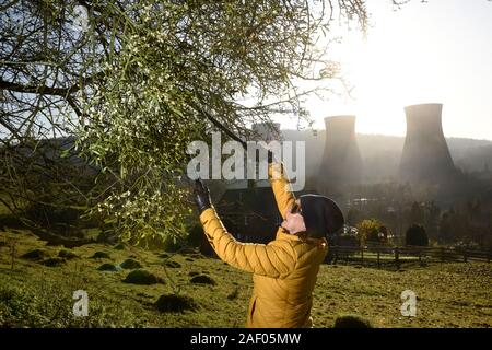 Frau Ernte Mistel in der Severn Gorge, Ironbridge, Shropshire, Uk Bild von David Bagnall, Stockfoto