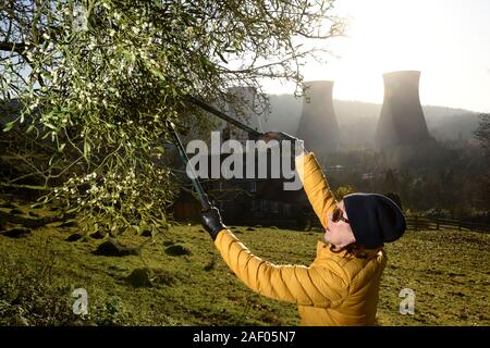 Frau Ernte Mistel in der Severn Gorge, Ironbridge, Shropshire, Uk Bild von David Bagnall, Stockfoto