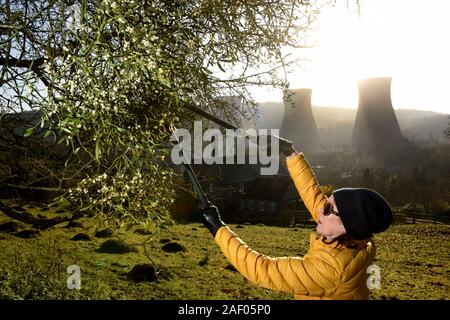 Frau Ernte Mistel in der Severn Gorge, Ironbridge, Shropshire, Uk Bild von David Bagnall, Stockfoto