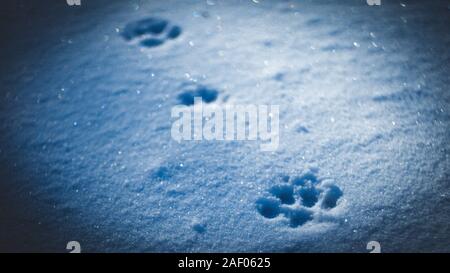 Fußabdrücke eines Tieres auf Blau glitzernden Schnee auf einem eisigen Abend Stockfoto