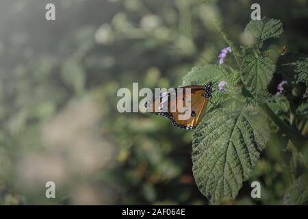 Orange Schmetterling mit schwarzen und weißen Flecken sitzen auf grünes Blatt Stockfoto