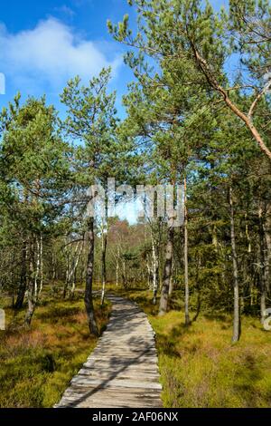 Holz weg in der Sonne, durch das schwarze Moor Moor in der Rhön, Bayern, Deutschland, im Herbst mit blauem Himmel Stockfoto