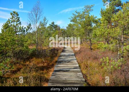 Weg nach vorn - Holz weg durch das Schwarze Moor Moor in der Rhön, Bayern, Deutschland, im Herbst, mit blauem Himmel Stockfoto