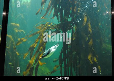 Rock Hopper Penguin (Eudyptes chrysocome) schwimmt unter Wasser Stockfoto