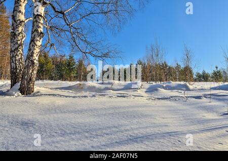 Zwei weiße Birken am Rande von Nadelwäldern grünen Wald schützen Frieden des Winters Pinienwald. Schneeverwehungen, Fußabdrücke auf klare schneebedeckten Oberfläche. Helle wi Stockfoto