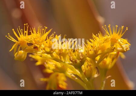 Nahaufnahme der gelben Blüten der sedum Palmeri, eine sukkulente Pflanze Mexiko, die Crassulaceae Familie gehört. Stockfoto