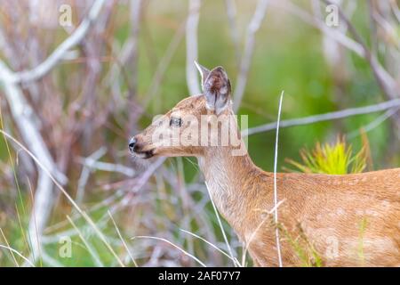 Fawn/Rotwild in freier Wildbahn. Hinweis linkes Ohr, beide Ohren sind nach vorne ausgerichtet, bis ich ein Foto geschnappt, dann das linke Ohr in Richtung der Shutter Noise eingeschaltet. Stockfoto