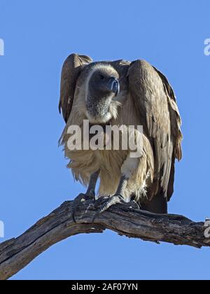 Weiß-backed Vulture gehockt Stockfoto