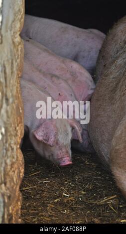 Vier Ferkel für ihre Mütter Milch bei Fütterung suchen - Wales, Großbritannien Stockfoto