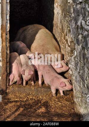 Mutter Schwein (SOW) und ihre Ferkel, die sich aus dem Schweinestall in die Sonnenschein - Wales, Großbritannien Stockfoto