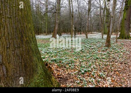 Gemeinsame Schneeglöckchen (Galanthus nivalis) unter den Bäumen an Attingham Park, Shropshire, England, Großbritannien Stockfoto