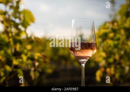 Closeup Vorderansicht Glas Rose Wein im Morgenlicht mit grünen Weinberg blättern und blauen Himmel im Hintergrund Stockfoto