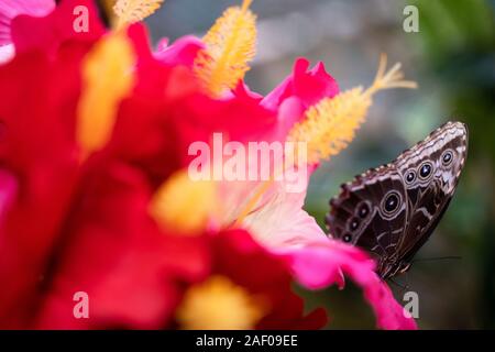 Seitenansicht Makro Nahaufnahme eines riesigen Schmetterling stehend auf eine rote Blume mit geringer Tiefenschärfe Stockfoto