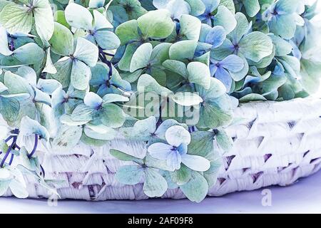 Hortensie in einem weißen Warenkorb Stockfoto