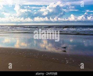 Einzelne Vogelarten stehen auf der Ocean Shore im Folly Beach, South Carolina Stockfoto