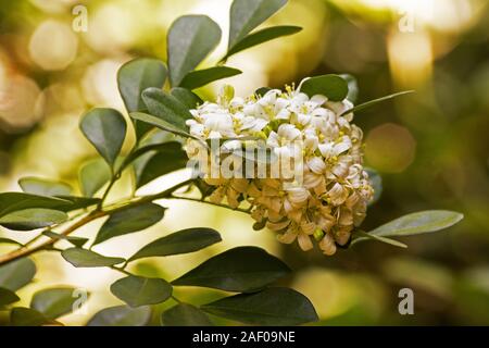 Orange jasmin Pflanze Blumen Stockfoto