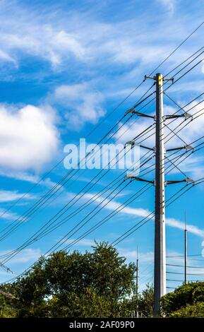 Telefonmast hoch unter den Bäumen vor blauem Himmel in Charleston, South Carolina Stockfoto