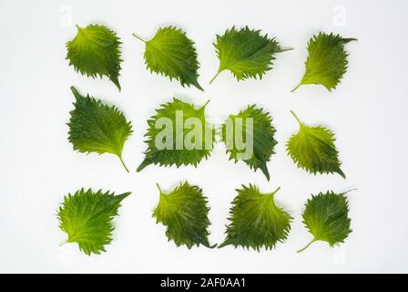 Shiso Blätter mit weißem Hintergrund Stockfoto
