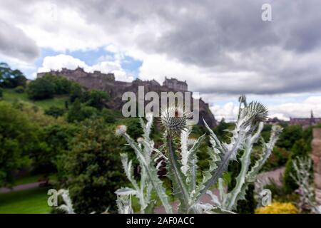 Distel und der edinburg Castle, West Garten Cottage, Princes St, Edinburgh, Schottland, Großbritannien Stockfoto