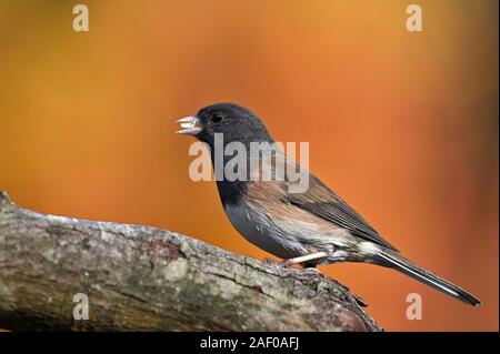 Junco, British Columbia, Kanada. Stockfoto