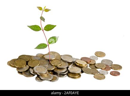 Schössling wächst von Münzen Stockfoto